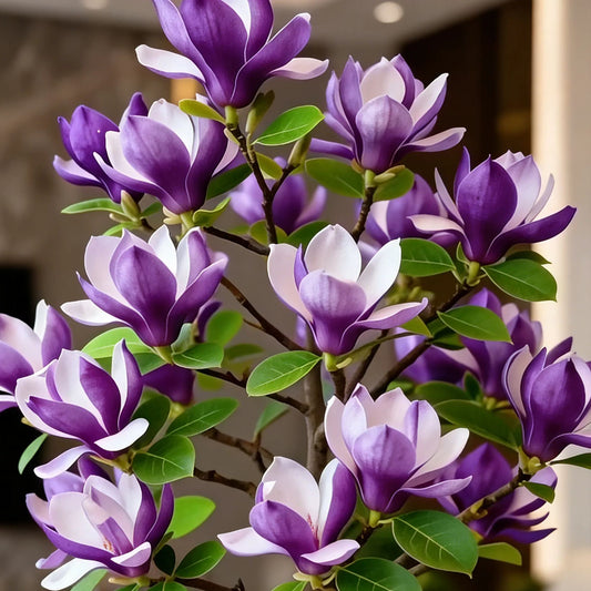 Bulbos de Magnolia liliiflora (orquídeas moradas) 🌸 Las flores ocultan las hojas, la fragancia llena el aire-ES