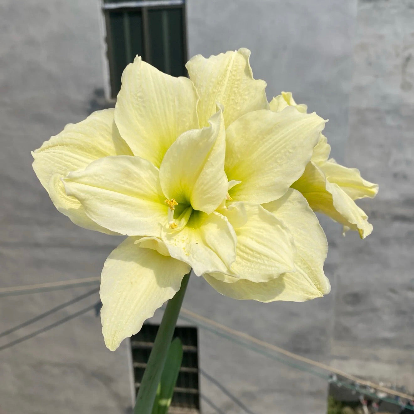 Луковици на амарилис с двоен цвят🌼