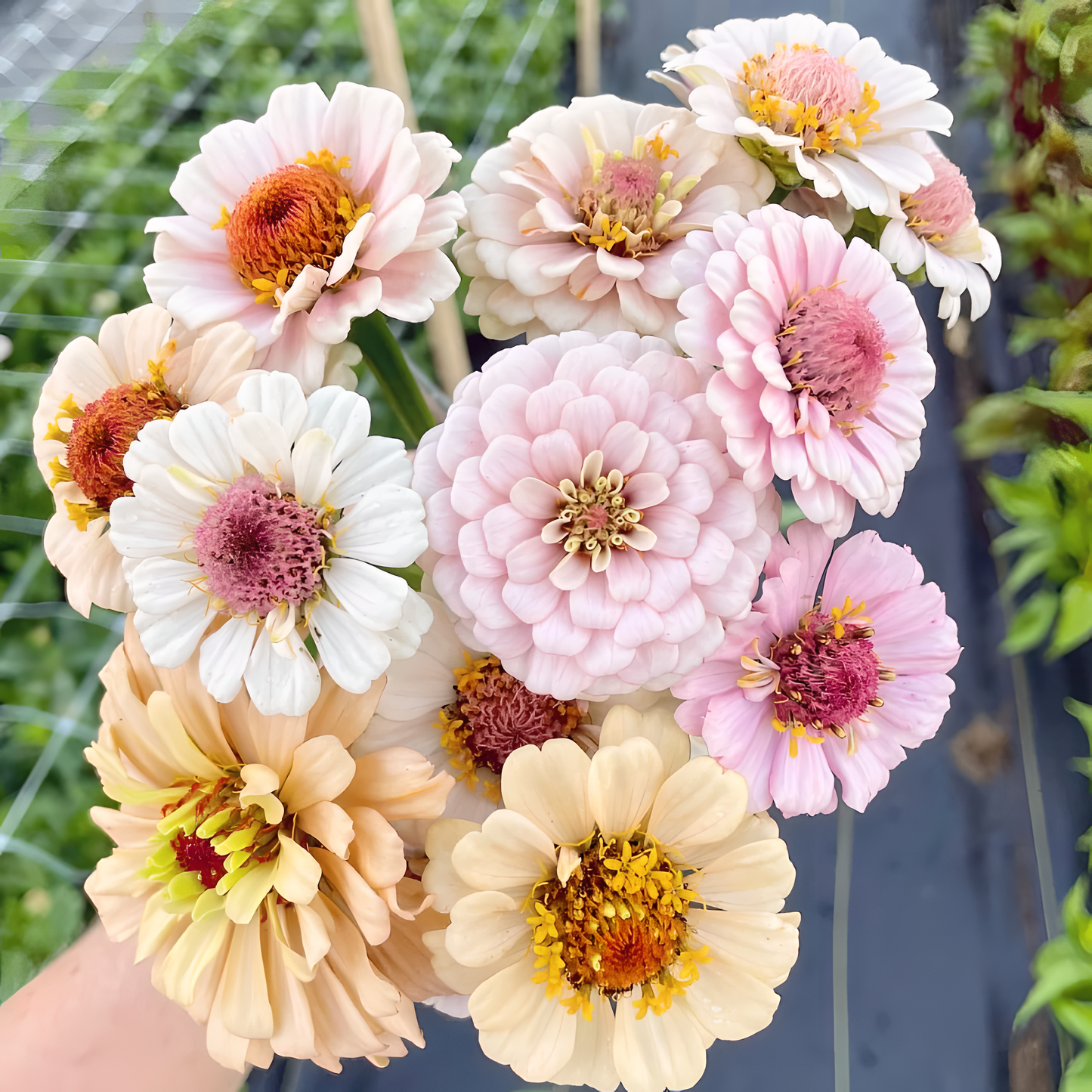 🌺Dvojna semena cinije v mešanih barvah