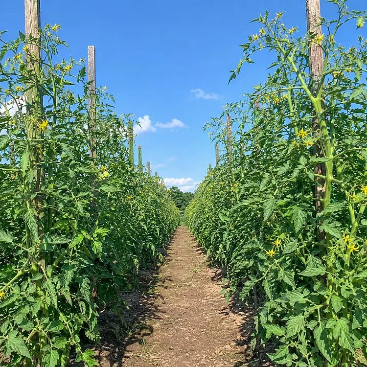 🍅 „Giant Vineman“ pomidorų sėklos – užsiauginkite didelius, skanius pomidorus namuose-LT
