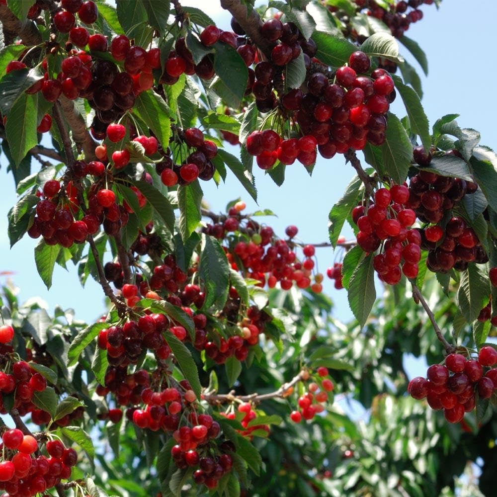 🏆НАД 75 000 ПРОДАДЕНИ!🌳Черешови семки - Вкусни, пресни череши чакат вашата реколта!