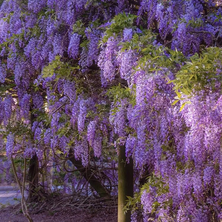 🌸Σπόροι Γλυκίνης – Η Ομορφιά του Κήπου Όλο το Χρόνο💗-GR