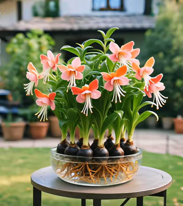 Cebulki kwiatów latarniowych Phalaenopsis