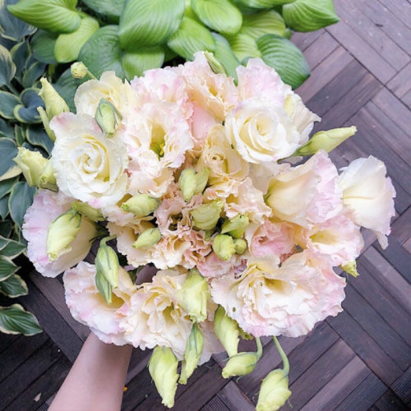 🔥Viimane müügipäev💝Eustoma Thornless Rose💐Lisianthus Seeds-EE