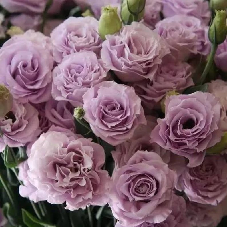 🔥Viimane müügipäev💝Eustoma Thornless Rose💐Lisianthus Seeds-EE