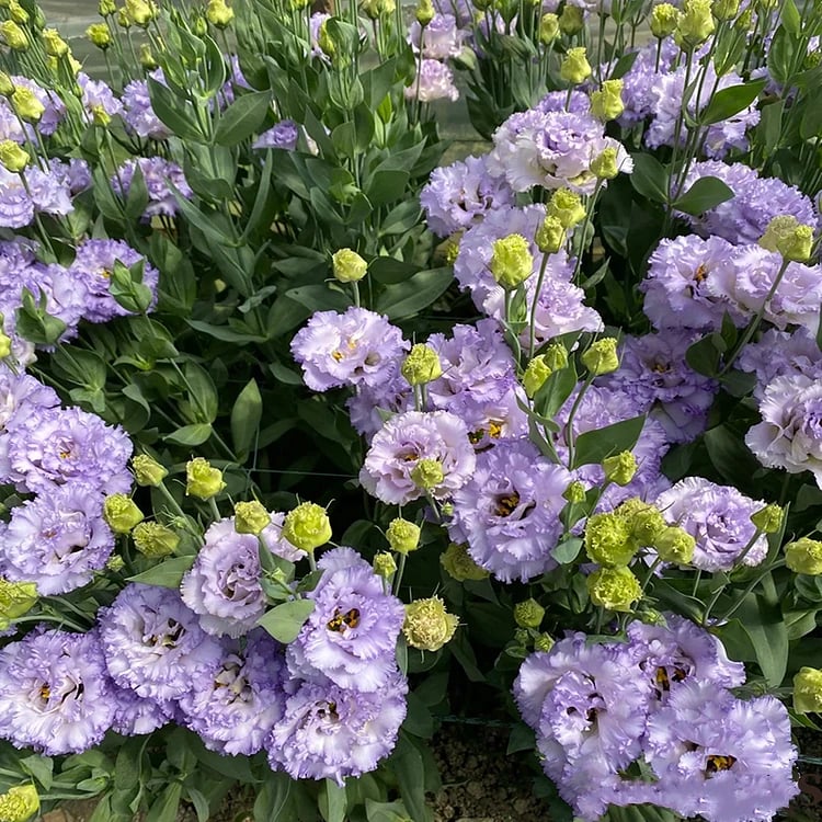 🔥Viimane müügipäev💝Eustoma Thornless Rose💐Lisianthus Seeds-EE