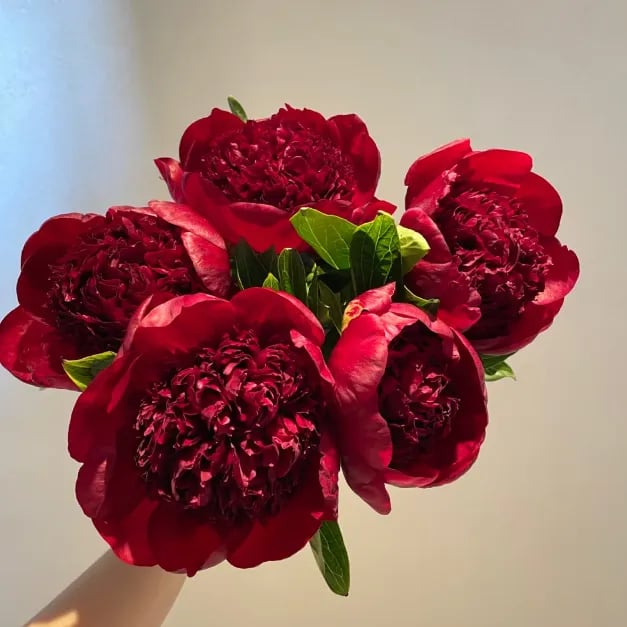 🔥ÚLTIMO DÍA 45% DE DESCUENTO🌺REINA DE LAS FLORES - DOBLE ESPUMA-ES