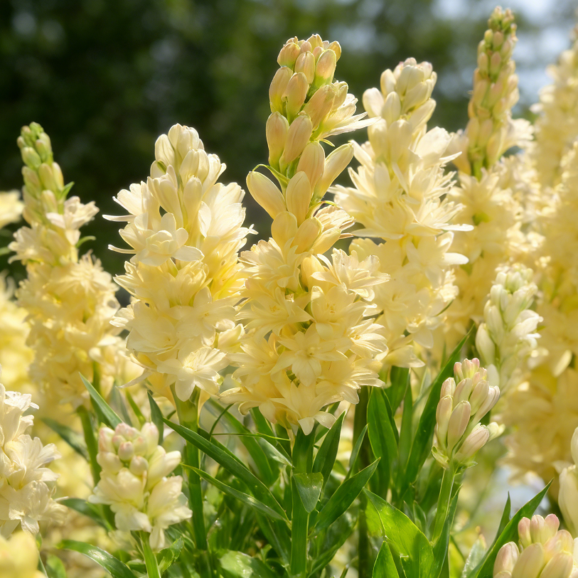 🌺Βολβοί διπλού αρώματος Tuberose – Moon Garden Flower-GR