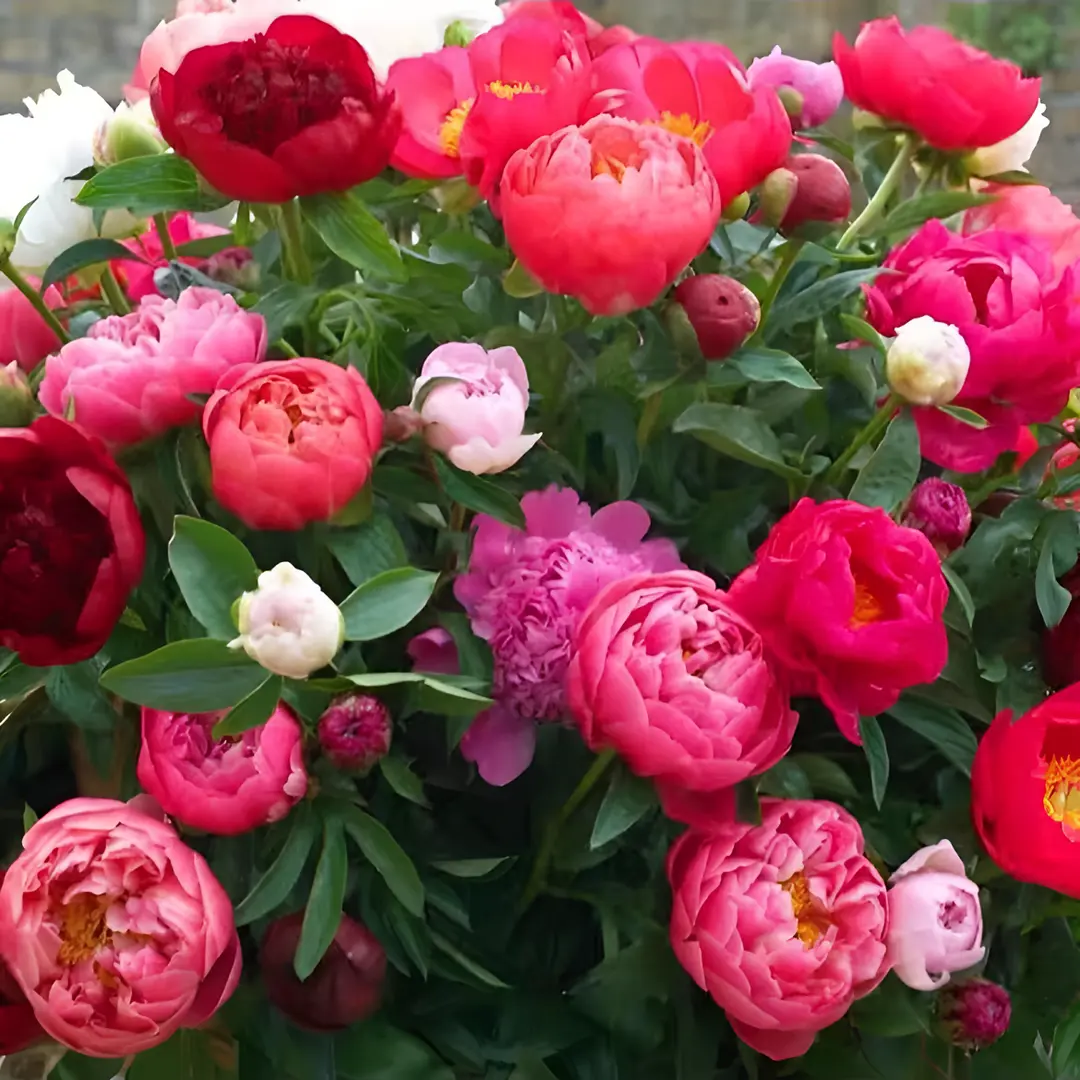 🌸 Двойно катерлив божур, устойчив на замръзване градински многогодишен вид за вътрешна и външна красота