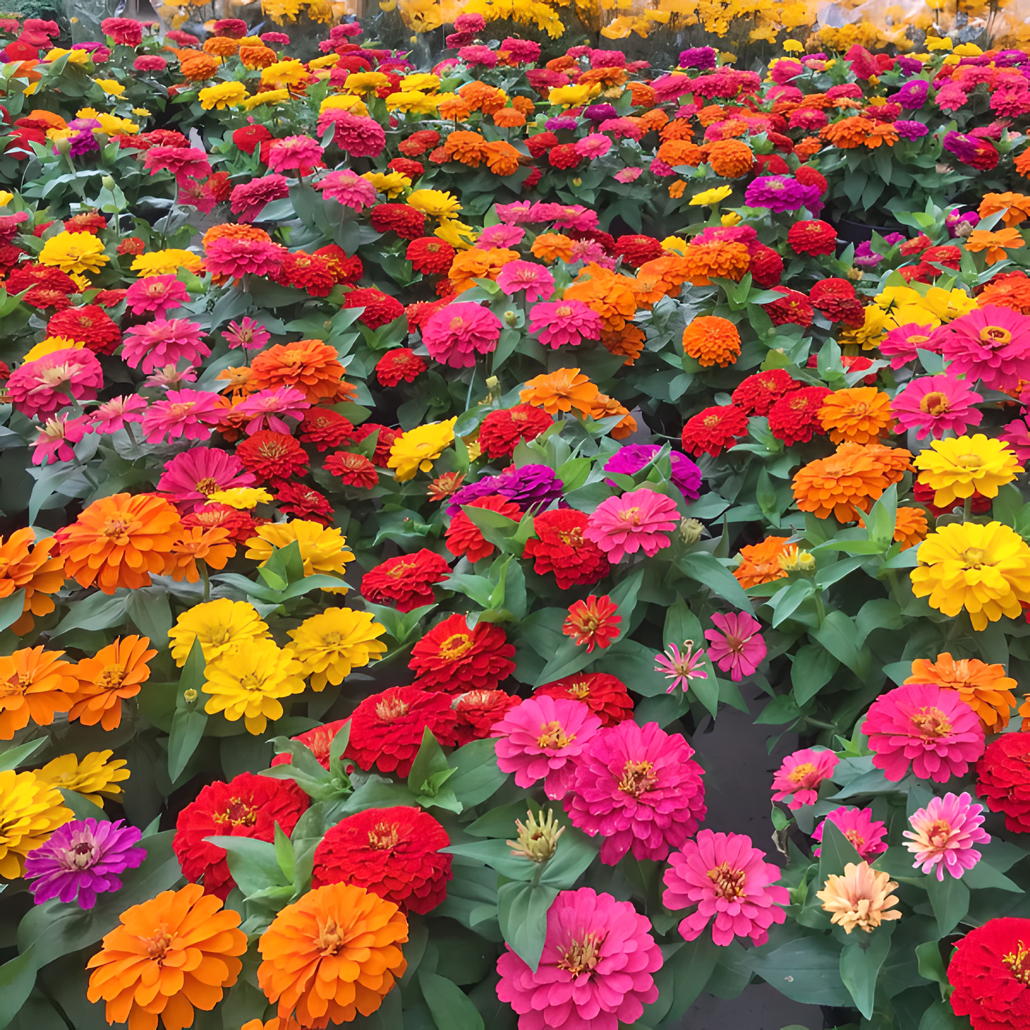 🌺Dvojna semena cinije v mešanih barvah