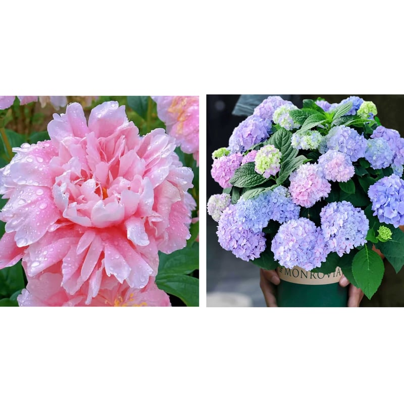 🔥ÚLTIMO DÍA 45% DE DESCUENTO🌺REINA DE LAS FLORES - DOBLE ESPUMA-ES