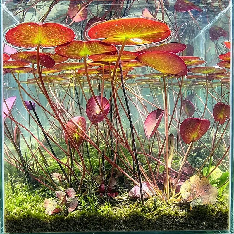 🐟Hydroponické korene červeného lotosu🌿 Premeňte svoje akvárium na živú záhradu-SK