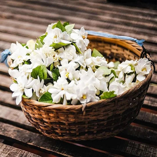ПОСЛЕДЕН ДЕН НА ПРОМОЦИЯТА - 49% ОТСТЪПКА 🌸Красиво саксийно растение жасмин (може да се засади през зимата)🌸