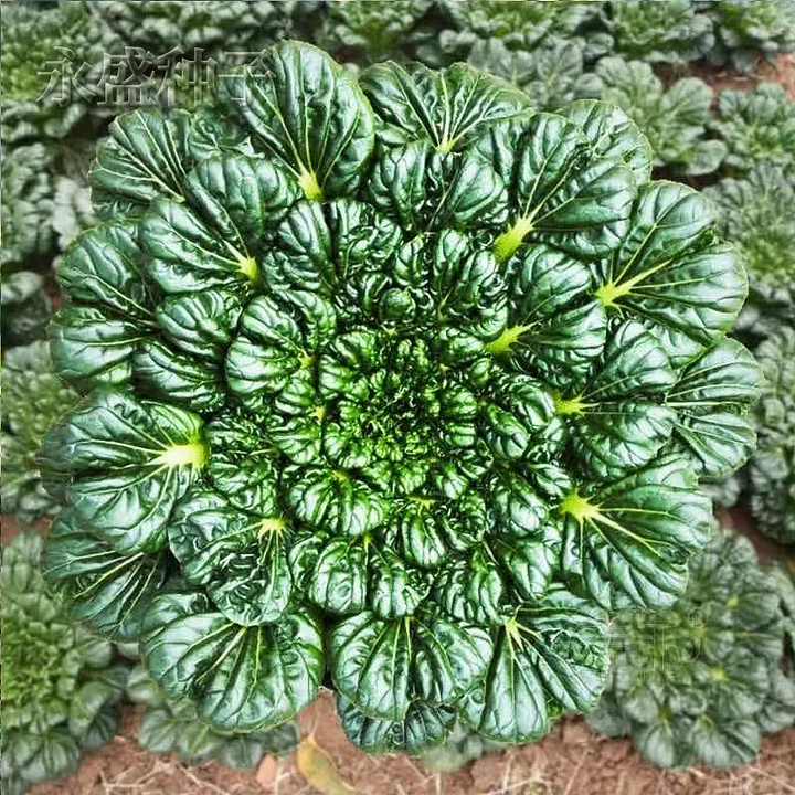 Nasiona Brassica Narinosa (WuTat Choy)