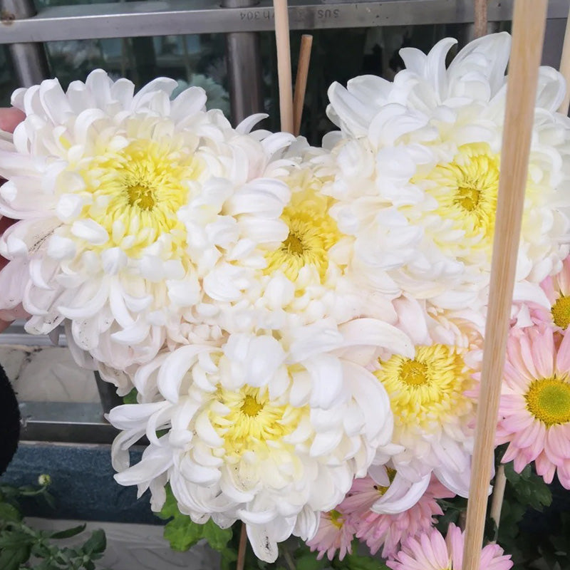 🌺Цвете на елегантността🌼Семена от гигантска хризантема