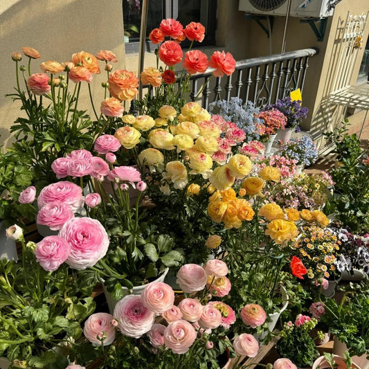 Bulbos de ranúnculo: delicados, elegantes, inolvidables 🌸-ES