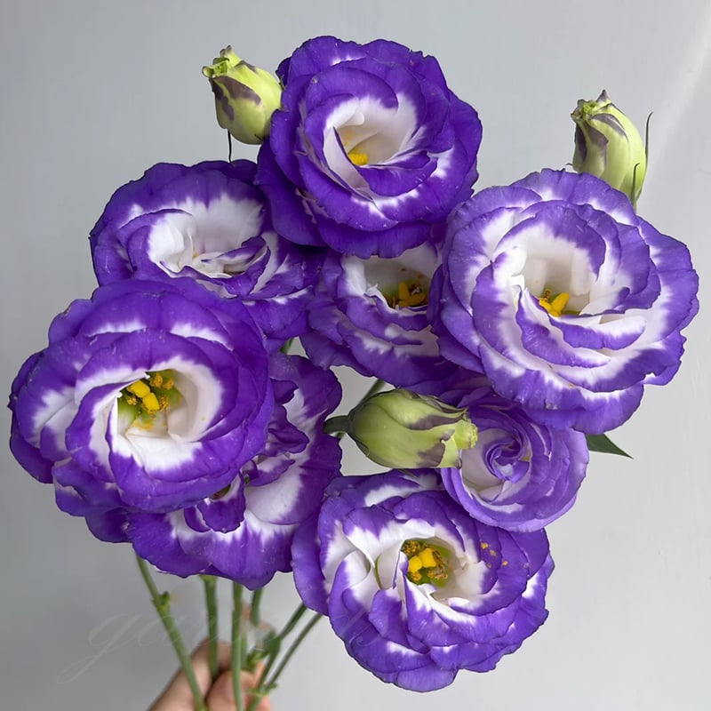 🔥Viimane müügipäev💝Eustoma Thornless Rose💐Lisianthus Seeds-EE