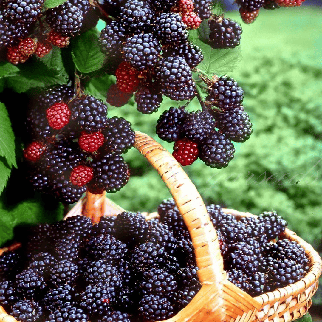 🍇🌿 Semená moruše – jednoduché pestovanie doma 🌱 Predaných už viac ako 10 000 balení semien🏆🏆-SK🏆
