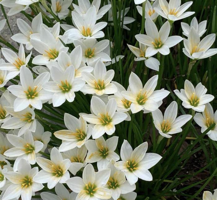 Čebulice vrhunske dežne lilije – ponavljajoče se cvetenje • Odporne na vročino-SI