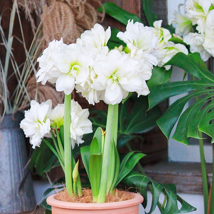 Луковици на двуцветни амарилиси🌼