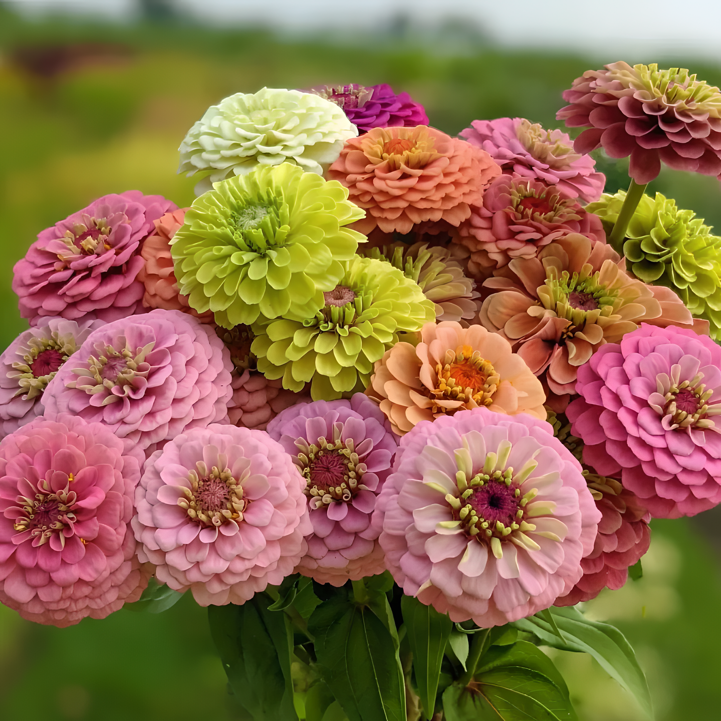 🌺Dvojna semena cinije v mešanih barvah