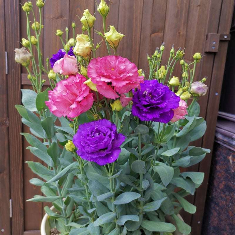 🔥Viimane müügipäev💝Eustoma Thornless Rose💐Lisianthus Seeds-EE
