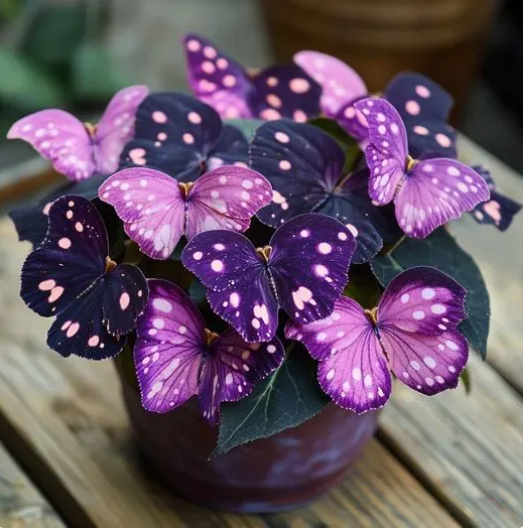 💥 Нови бегонии 🦋 Семена на пеперудена бегония 🌱 Бонсай, какъвто никога не сте виждали преди