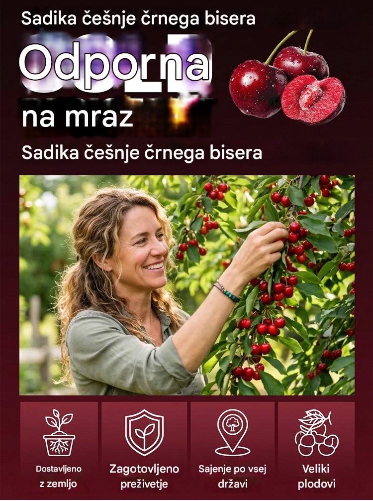 【Sveže obrane】sadenke pritlikavih češenj-SI