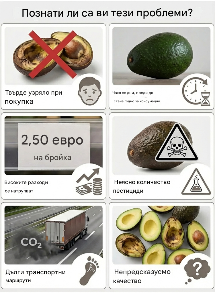 Разсад от мексиканско авокадо (плод от първата година)