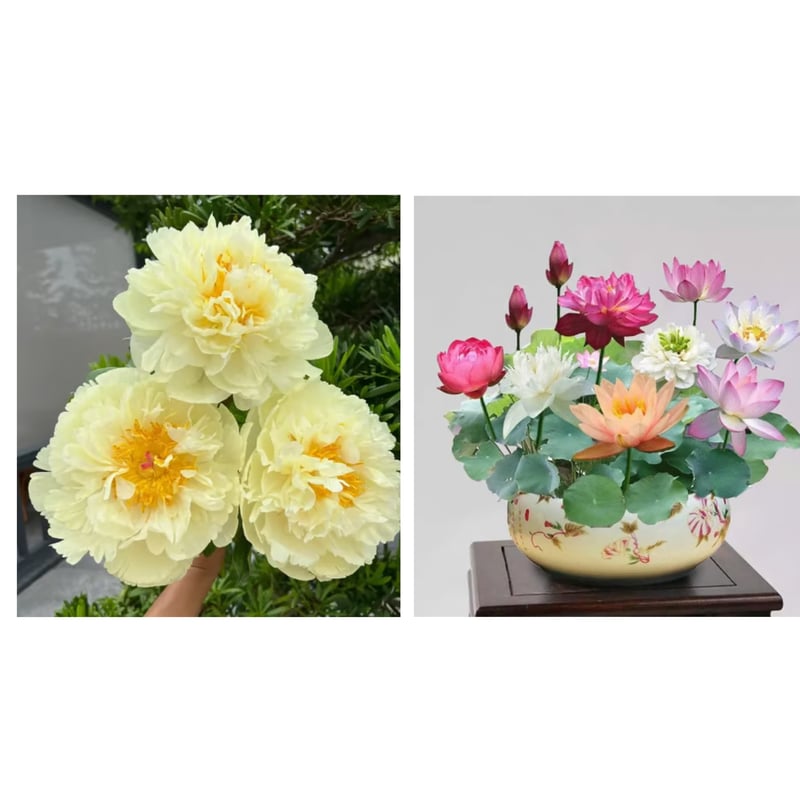 🔥ÚLTIMO DÍA 45% DE DESCUENTO🌺REINA DE LAS FLORES - DOBLE ESPUMA-ES