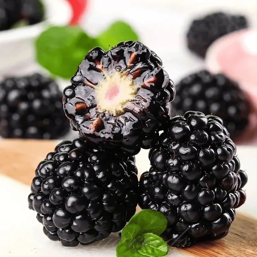 🍇🌿 Semená moruše – jednoduché pestovanie doma 🌱 Predaných už viac ako 10 000 balení semien🏆🏆-SK🏆