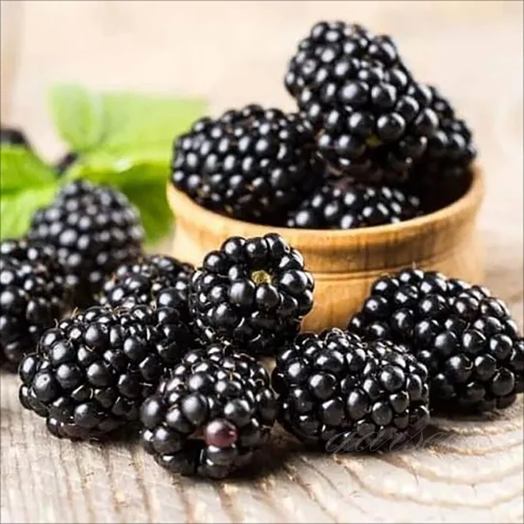 🍇🌿 Semená moruše – jednoduché pestovanie doma 🌱 Predaných už viac ako 10 000 balení semien🏆🏆-SK🏆