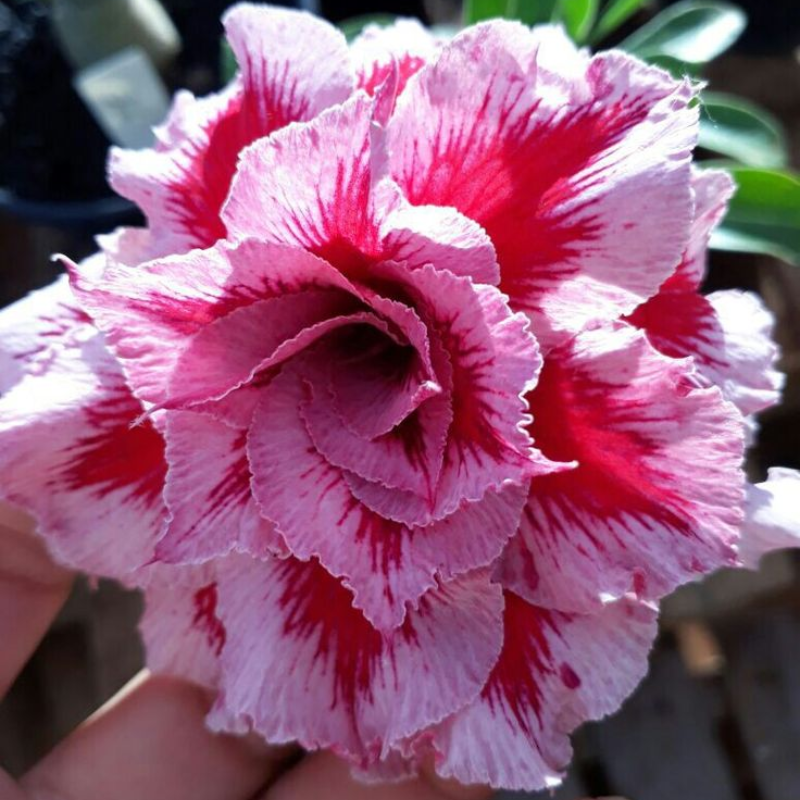 🎁Lukovice pustinjske ruže🌵Vrlo jednostavne za njegu! 🌸Lukovice Adenium Obesum-HR