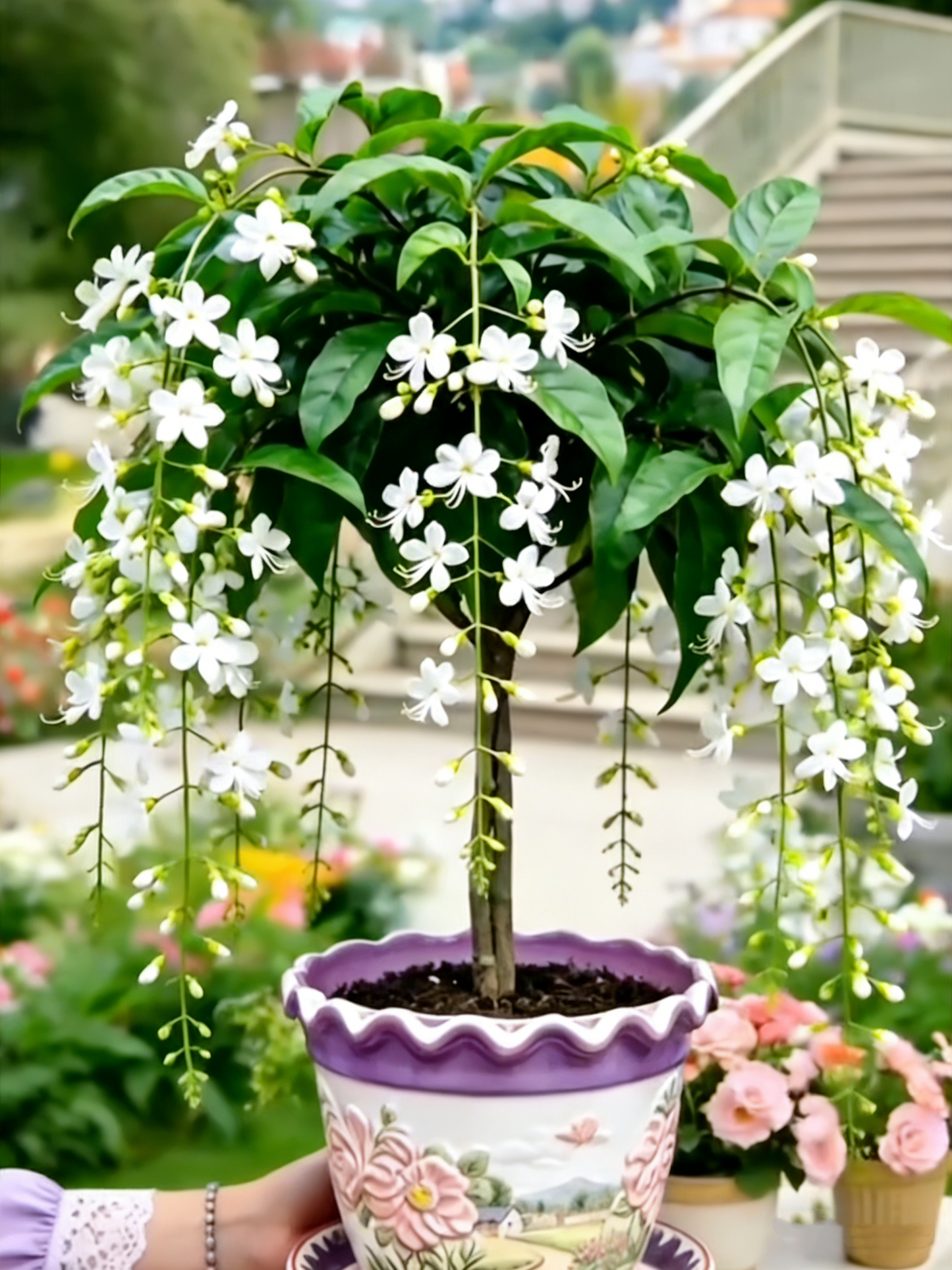 🌸【7 dienų dygimas】Paskutinę dieną taikoma nuolaida iki 50%💐Retų verkiančių jazminų svogūnėlių žiedai-LT