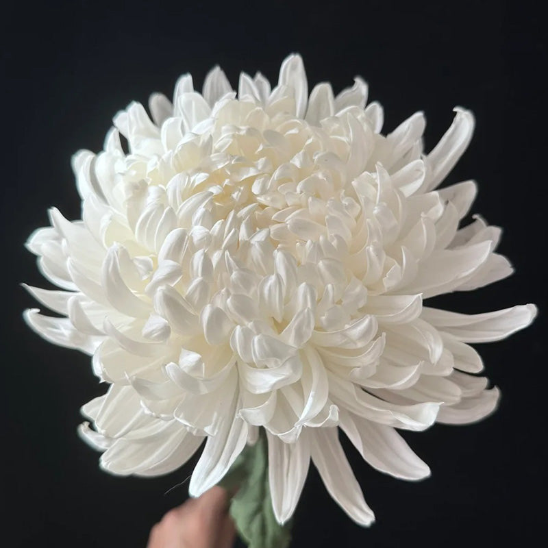 🌺Цвете на елегантността🌼Семена от гигантска хризантема