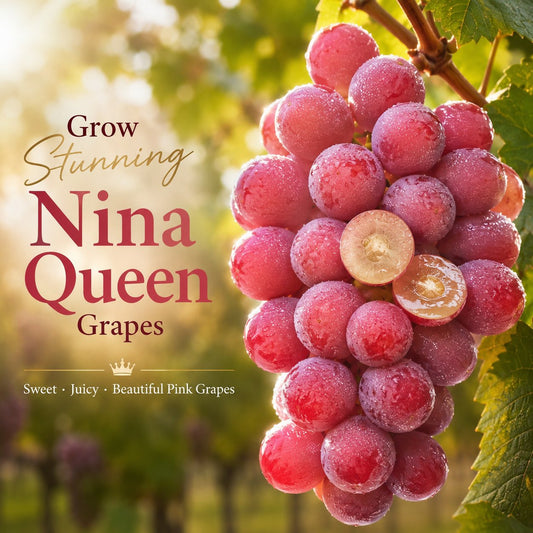 Nueva variedad limitada: semillas de uva Queen Nina para cosechas dulces y jugosas en el jardín 🍇-ES