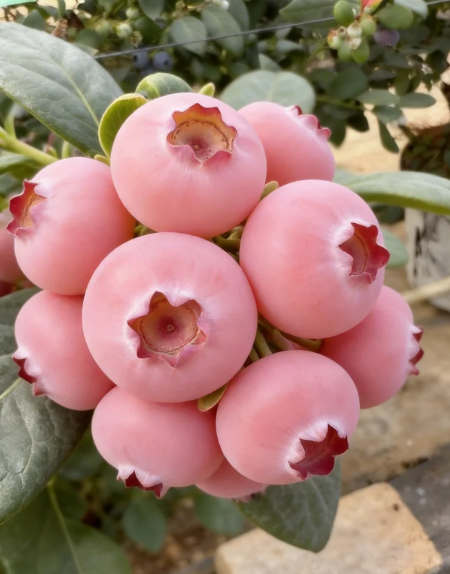 Семена от боровинки Pink Bliss – Двойна сладост