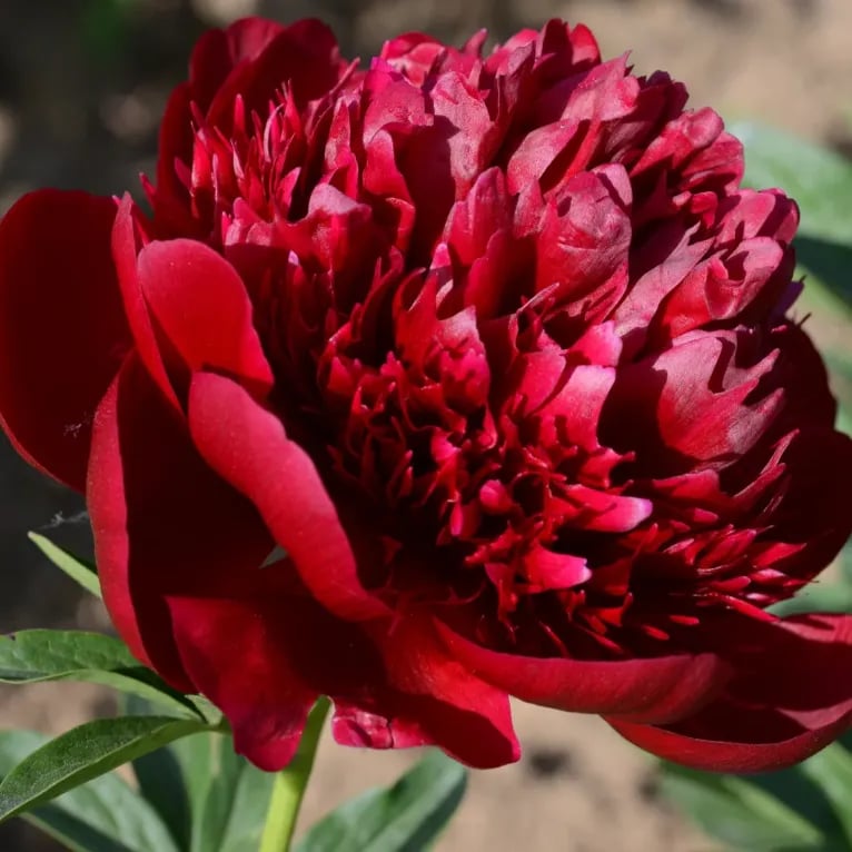 🔥ÚLTIMO DÍA 45% DE DESCUENTO🌺REINA DE LAS FLORES - DOBLE ESPUMA-ES