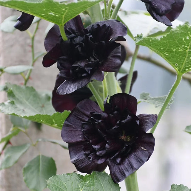 semillas de malva de dos pétalos-ES