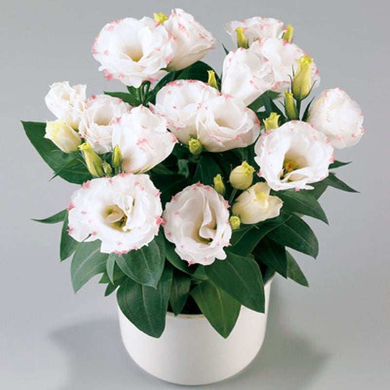 🔥Viimane müügipäev💝Eustoma Thornless Rose💐Lisianthus Seeds-EE