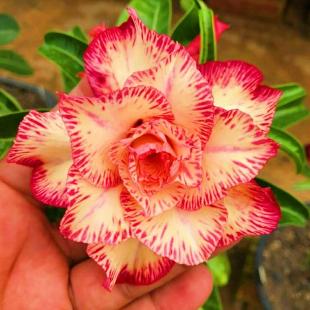 🎁Lukovice pustinjske ruže🌵Vrlo jednostavne za njegu! 🌸Lukovice Adenium Obesum-HR