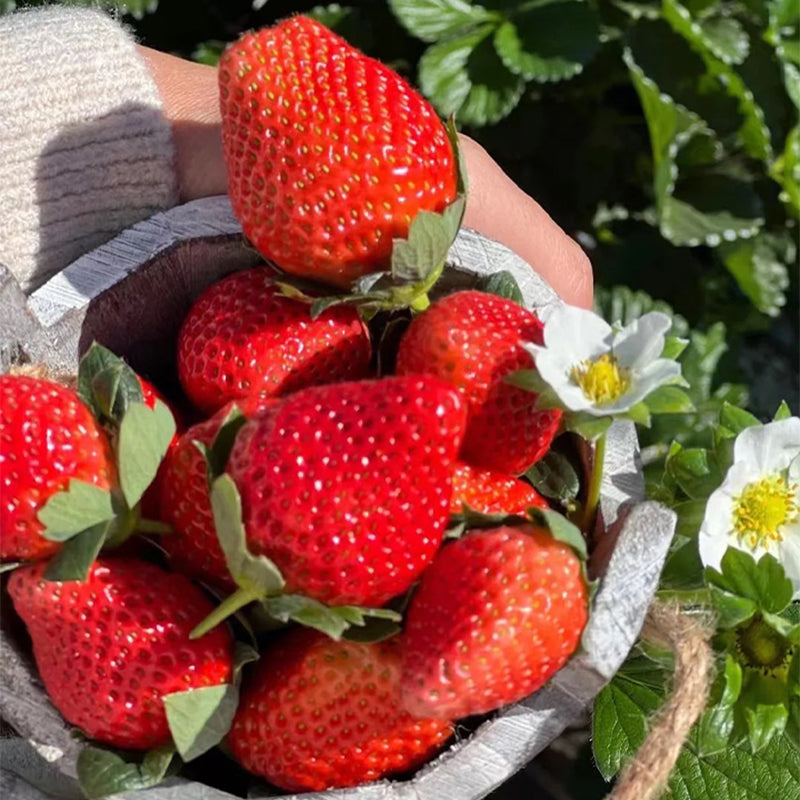 Sladké jahodové semienka s krémom z krajiny snov🍓-SK