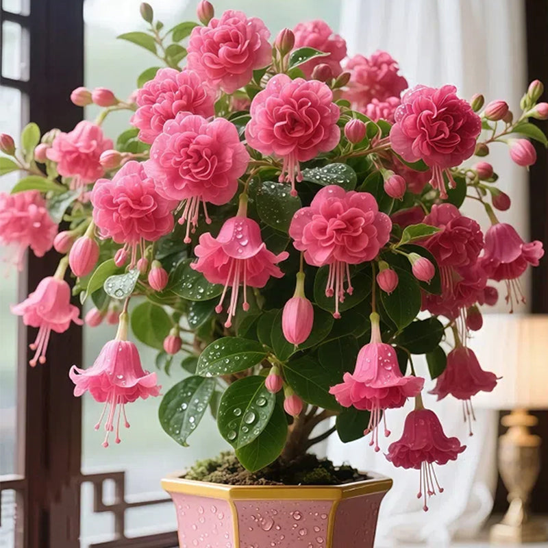 🌸 Двойна фуксия – красиво цъфтящи сенчестолюбиви растения