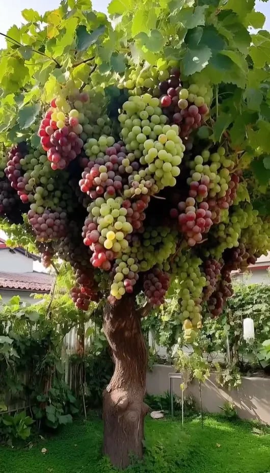 Divovsko grožđe bez koštica – veliko, sočno i ukusno 🍇🌿-HR