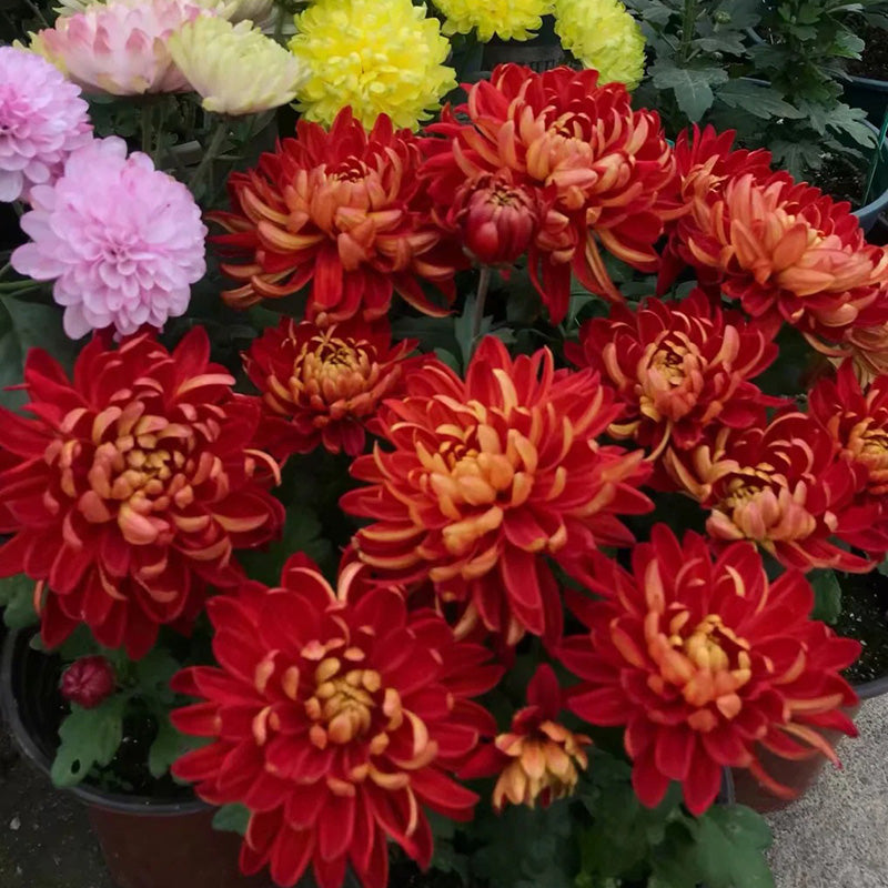 🌺Цвете на елегантността🌼Семена от гигантска хризантема