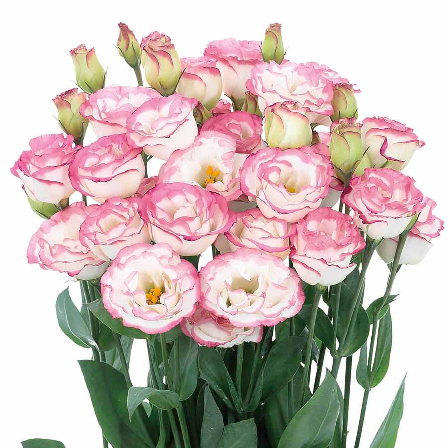 🔥Viimane müügipäev💝Eustoma Thornless Rose💐Lisianthus Seeds-EE