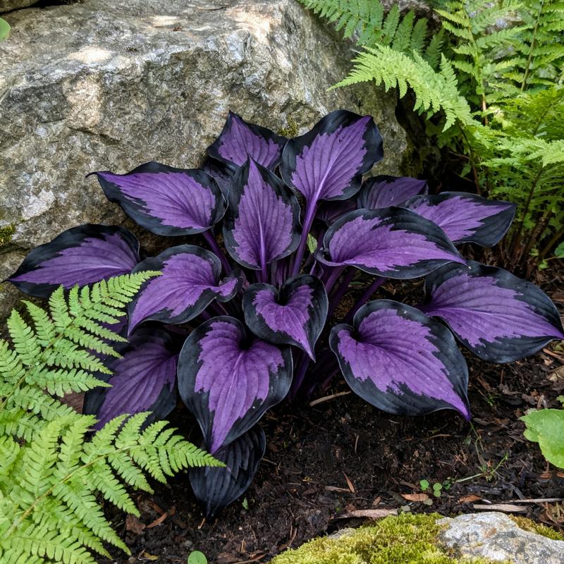 💥Гореща разпродажба 2025 🌌Семена на хоста Midnight Purple Heart, многогодишно растение, обичащо сянка, за градината