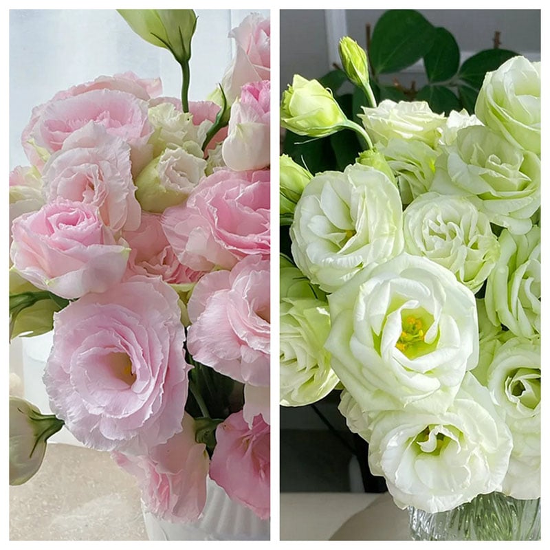 🔥Viimane müügipäev💝Eustoma Thornless Rose💐Lisianthus Seeds-EE