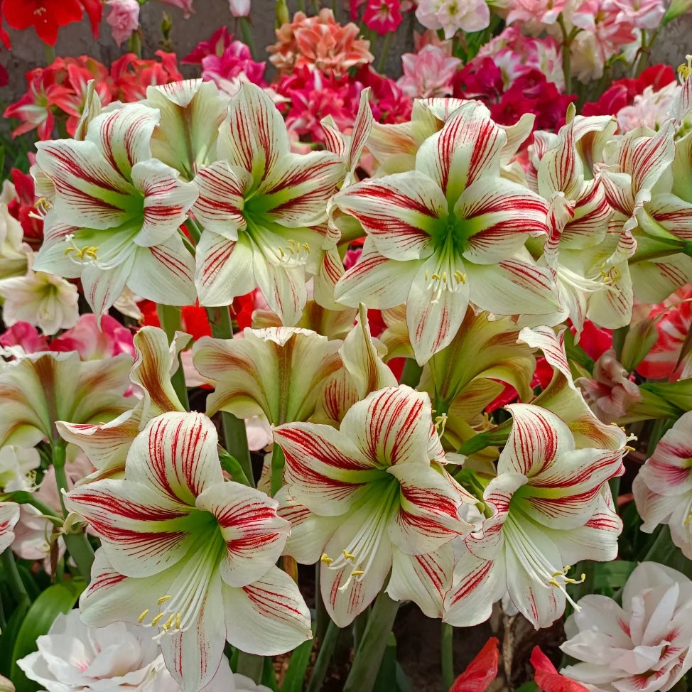 Луковици на амарилис с двоен цвят🌼