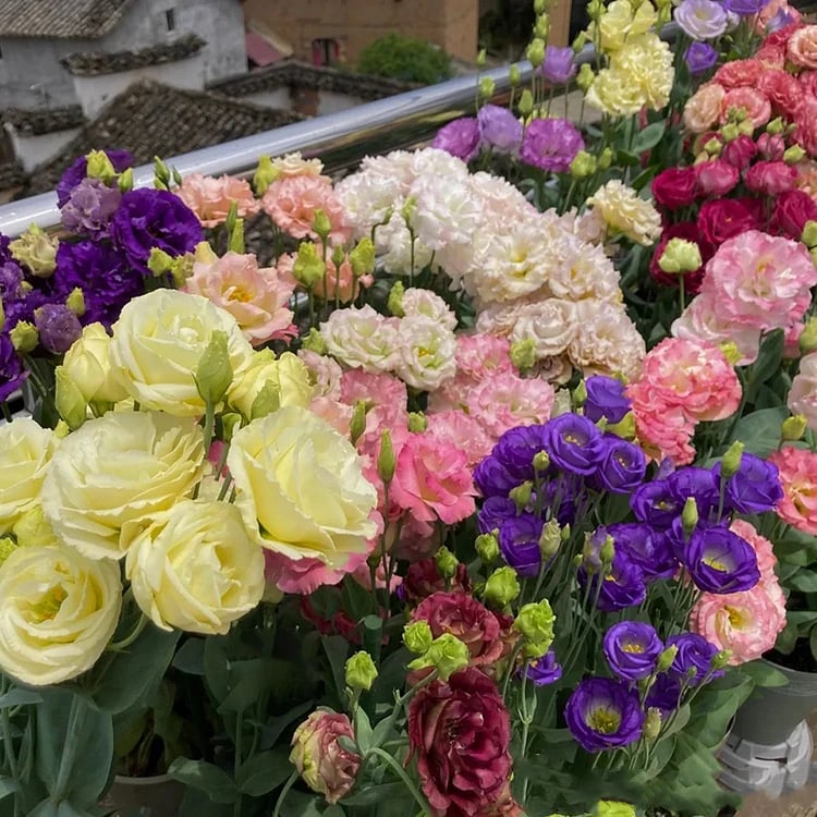 🔥Viimane müügipäev💝Eustoma Thornless Rose💐Lisianthus Seeds-EE